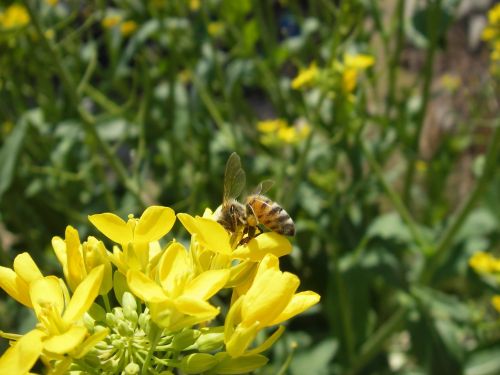 Medaus Bitė, Bičių, Rapsų Žiedai, Apis Mellifera, Pavasaris