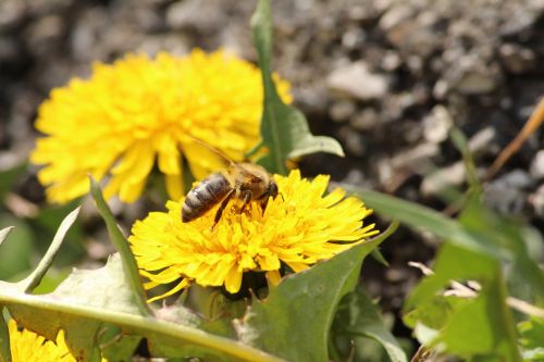 Bičių,  Medaus Bitė,  Kiaulpienė,  Gėlė,  Gamta,  Pavasaris,  Naminių Bitių Gėlių