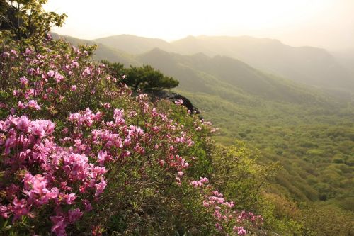 Hong Hong Emeishan, Azalija, Korėja, Pavasaris, Balandis, Azaleas Emeishan Azaleas Korea