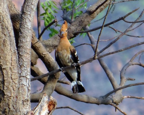 Kupolas, Paukštis, Eurasas, Migruojantis, Upupa Epops, Sustingęs, Filialas, Medis, Fauna, Aves, Avifauna, Paukštis, Indija