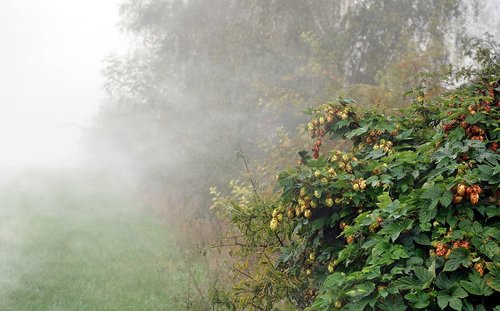 Apynių,  Rūkas,  Sodas,  Žalias,  Pobūdį,  Krūmas,  Rytas