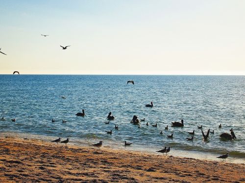 Horizontas, Paukščiai, Vandenynas, Kraštovaizdis, Mėlynas, Gamta, Vasara, Dangus, Siluetas, Vanduo, Scena, Jūra, Vaizdas, Saulė, Flock, Gražus, Šviesa, Lauke, Skraidantis, Grožis, Natūralus, Saulės Šviesa, Lauke, Papludimys, Vaizdingas, Diena, Žuvėdros, Pelican, Peizažas, Pakrantė, Smėlis, Kranto Linija