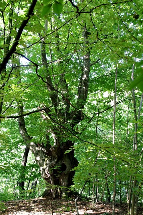 Graužikas, Medis, Miškas, Parkas, Ruduo, Konary, Senas Medis, Bagažinė, Gamta, Žievė, Opolė, Kopicė, Rudens Oras, Lapija, Žalias, Natūralus, Šveitimo Priemonės