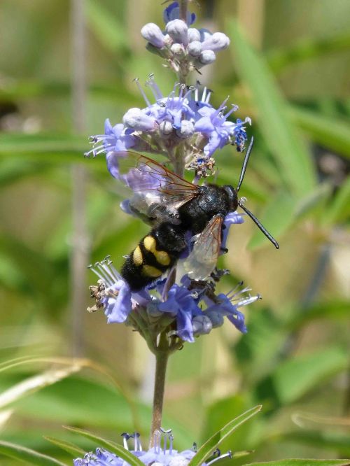 Hornet, Megascolia Maculata, Laukinė Gėlė, Libar