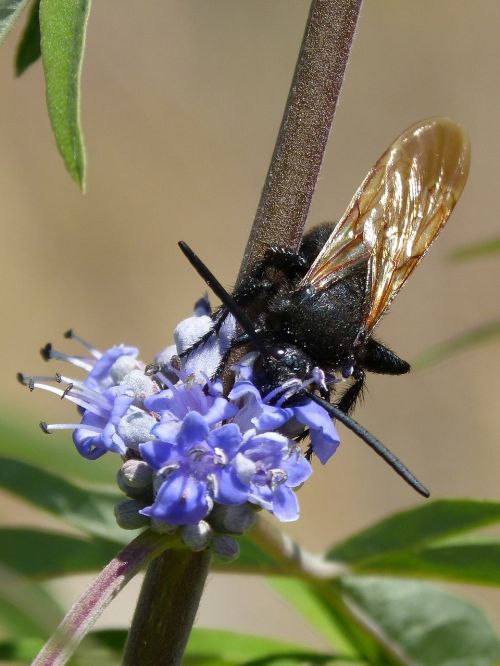 Hornet, Megascolia Maculata, Laukinė Gėlė, Libar