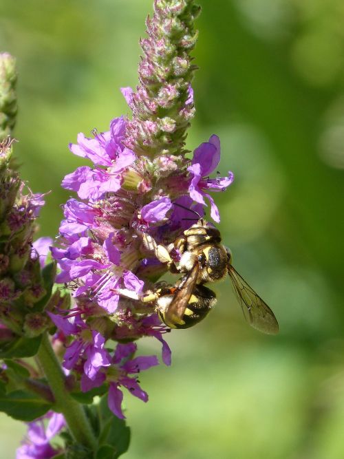 Hornet, Gėlė, Libar, Megascolia Maculata, Laukinė Gėlė