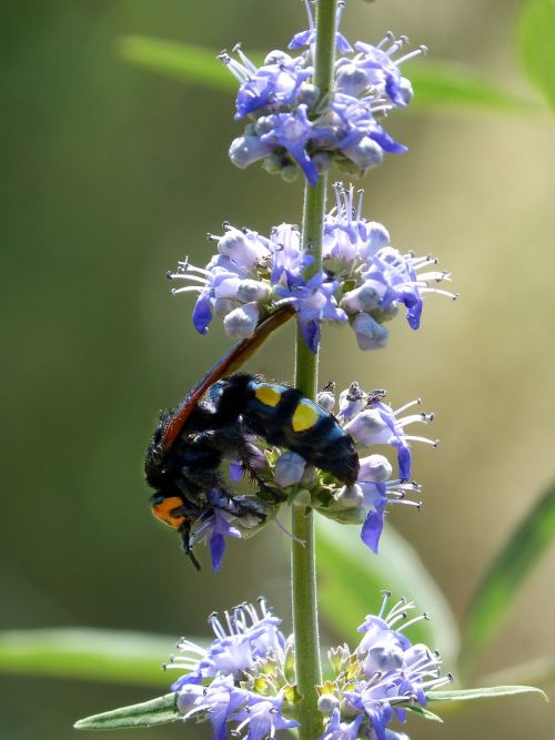 Hornet, Megascolia Maculata, Laukinė Gėlė, Libar