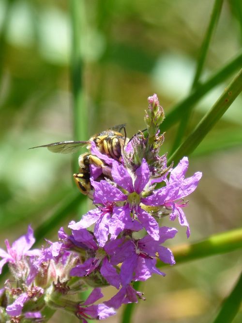 Hornet, Gėlė, Libar, Žaluma, Išsamiai, Megascolia Maculata