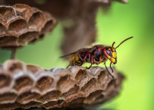 Šikšnosparniai,  Hornet,  Hornets Karalienė,  Vabzdys,  Uždaryti,  Gamta,  Gyvūnas,  Naudinga,  Isp,  Makro,  Be Honoraro Mokesčio