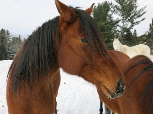 Arklys, Galva, Ūkis, Sniegas, Jodinėjimas, Šaltas, Ruda, Lauke, Gyvūnas, Kaimas, Žiema