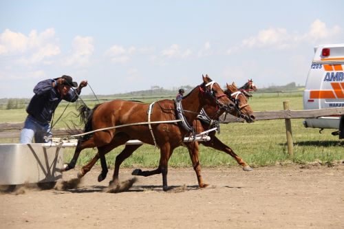 Arklys, Vežimėlis, Batoche