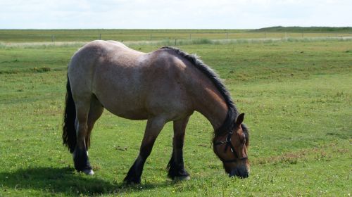 Arklys, Gyvūnai, Gamta, Hallig, Šiaurės Jūra