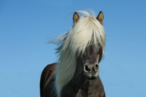 Arklys, Islandų Salos, Islandijos Arklys, Iceland Pony, Žiurkė