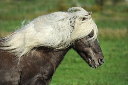 Arklys, Islandijos Arklys, Ponis, Iceland Pony, Žiurkė, Gamta, Islandų Salos