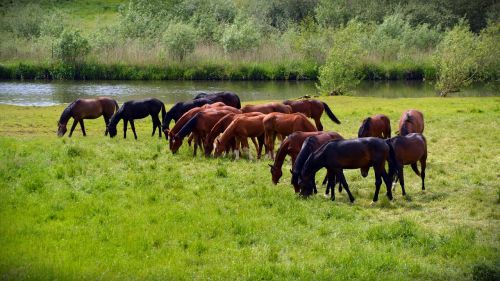 Arkliai, Flock, Jungtis, Važiuoti, Gyvūnai, Ganykla, Ruda, Ganyti, Laukinė Gamta, Žinduolis