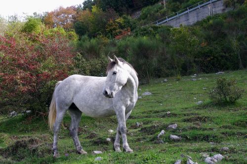 Arklys, Abruzzo Nacionalinis Parkas, Ganykla, Prato, Gyvūnas, Abruzzo Nacionalinis Parkas