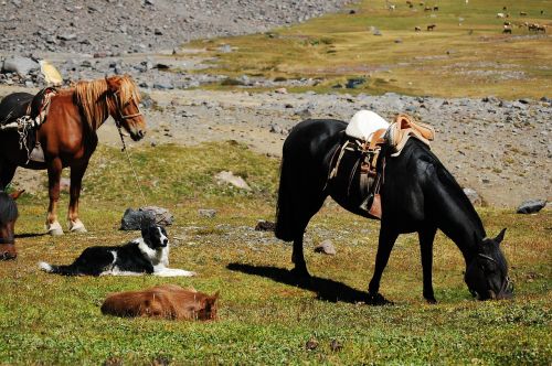 Arklys, Šuo, Laukas, Cordillera
