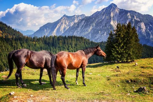 Arklys, Arkliai, Gamta, Alpių, Kalnai, Žinduolis, Rudasis Žirgas, Ganykla, Alpių Pieva