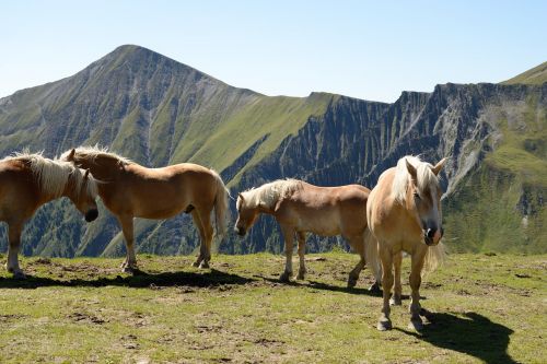 Arklys, Haflinger, Kalnas, Alpės, Vasara