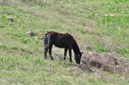 Arklys, Kazachstanas, Pavasaris