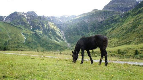 Arklys, Kalnai, Alpės, Kraštovaizdis, Austria