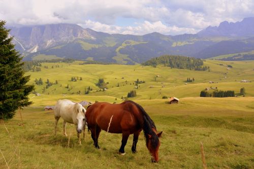 Arklys, Prato, Dolomitai, Kalnas