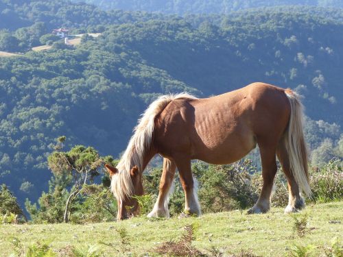 Arklys, Kalnas, Arkliai, Žygiai, Pyrénées, Baskų Kraštas