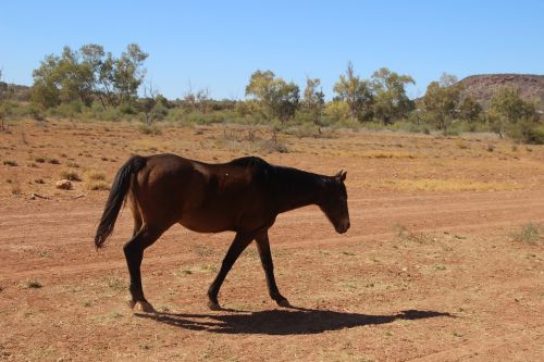 Arklys, Arkliai, Australian Brumby, Outback
