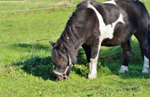 Arklys, Ponis, Žiurkė, Ruda, Maža Arklių Veislė, Jūrų Pėstininkai, Mielas, Gyvūnas, Mažas Arklys, Ganykla, Ganyti