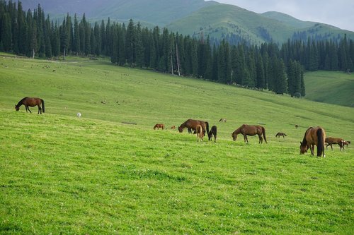 Arklys,  Pievų,  Tolimi Kalnai