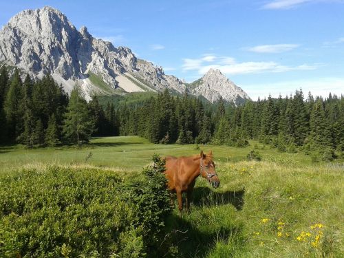 Arklys, Kalnas, Miškas, Friuli Venezia Giulia, Žygiai, Gamta
