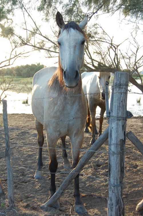 Arklys, Camargue, Gyvūnai