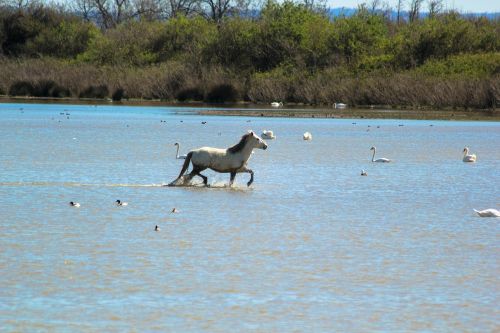 Arklys,  Camargue,  Laisvas