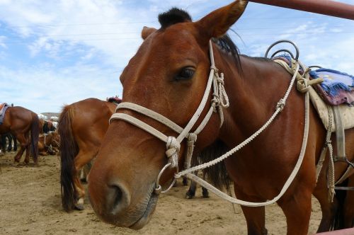Arklys, Naminis Gyvūnėlis, Mongolija, Laimingas Slėnio Lenktynių Trasa