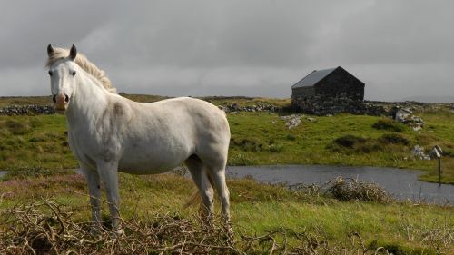 Arklys, Pelėsiai, Airija, Kraštovaizdis