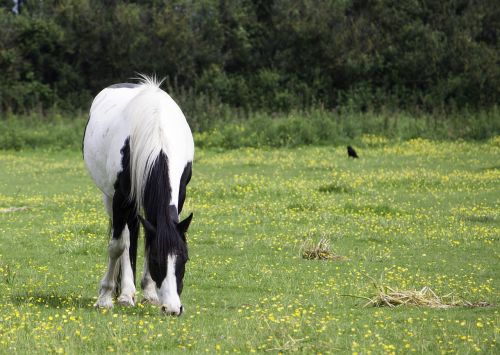 Arklys, Ponis, Juoda, Balta, Pinto, Ganymas, Valgymas, Gyvūnas, Gamta, Žinduolis, Kaimas, Arkliai, Pieva, Ganykla, Laukas, Žolė, Žalias, Kaimas, Lauke