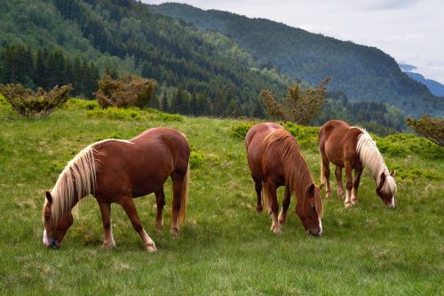 Arklių Žirgai, Gyvūniniai Gyvūnai, Gamta, Engjadalen, Norvegija