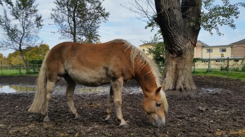 Arkliai, Gyvūnai, Fiaker, Važiuoti, Haflinger, Pasagos, Treneris, Traber, Eržilas, Mare, Kumeliukas, Kailis, Balnas, Gyvūnų Pasaulis, Zoologijos Sodas, Juokinga, Laimingas, Meilė, Meilė Gyvūnams, Ežeras, Žiurkė, Marškiniai, Linksma, Saldus, Mylėti, Pieva, Medis, Vabzdys, Asilas, Zebra, Saulė, Žemė, Halme, Žolė, Poilsis, Terapija