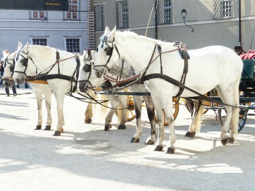 Arkliai, Arklių Vilkikas, Pelėsiai, Turizmas, Salzburg, Austria
