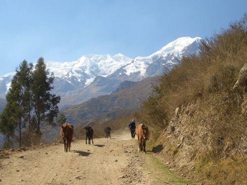 Kalnai, Kelias, Bolivija, Arkliai