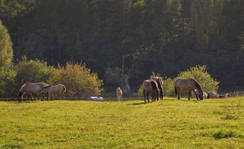 Arkliai, Kaip Nedeklaruojamas Tarpanas, Erkės, Nacionalinis Parkas, Lenkija, Lenkų Arklys, Turizmas, Atostogos, Kraštovaizdis