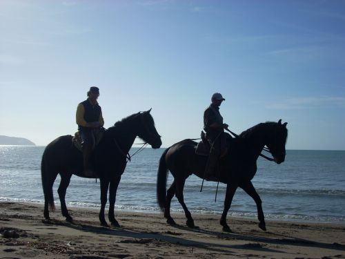 Arkliai, Papludimys, Jūra