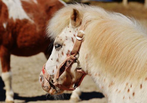 Arkliai, Ponis, Juokinga, Gyvūnas, Jūrų Pėstininkai, Gamta, Mielas, Geras Aiderbichl