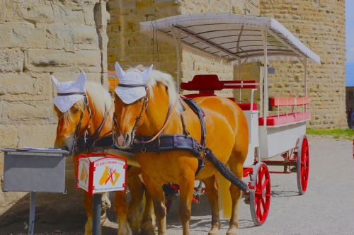 Carcassonne, Arkliai, Sunkvežimis, Arklio Vežimėlis, Gyvūnai, Senas, France, Turizmas