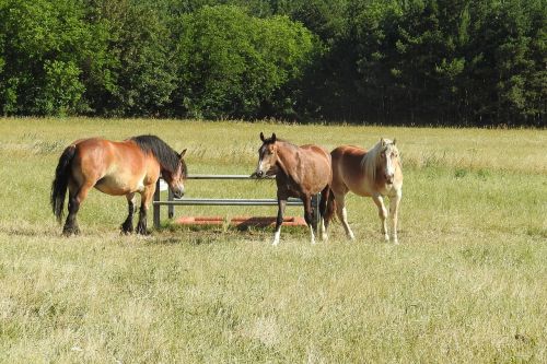 Arkliai, Ganykla, Paddock, Ganyti, Pieva, Laukinės Gamtos Fotografija