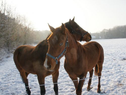 Arkliai, Sniegas, Žiema