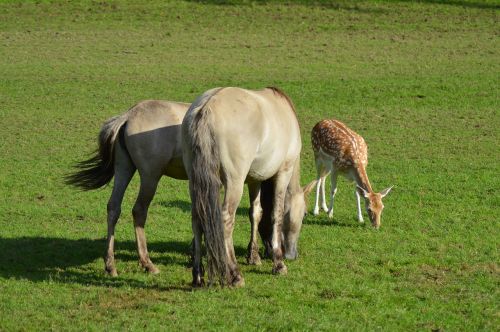 Arkliai, Suede, Belgija