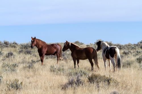 Arkliai, Laukiniai Arkliai, Mustangas, Amerikietiški Laukiniai Arkliai, Laukiniai Mustangai, Freilebend