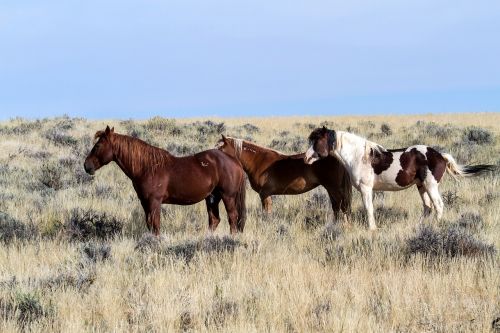 Arkliai, Laukiniai Arkliai, Mustangas, Amerikietiški Laukiniai Arkliai, Laukiniai Mustangai, Freilebend