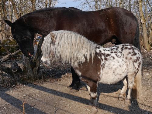 Arkliai, Paddock, Gyvūnas
